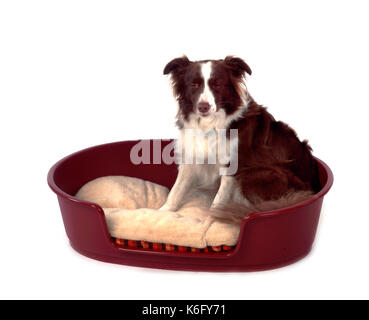 Border Collie Hund im Korb sitzen, weißer Hintergrund, Studio, ausgeschnitten, Pet, häusliche, rot & weiß Stockfoto