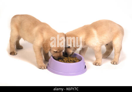 Labrador Welpen, 9 Wochen alt, Fütterung von Schüssel, Studio, weißer Hintergrund, Ausschneiden, Haushund Stockfoto