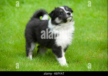 Border Collie Hund, Welpe, Großbritannien, im Garten spielen, Schwarz & Weiß, 10 Wochen alt Stockfoto