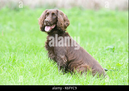 Field Spaniel hund, im Garten sitzen, UK, Braun, Alert, suchen, keuchend Stockfoto