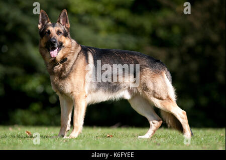 Deutscher Schäferhund, Schäferhund, Standing in Park, UK, Alert, suchen Stockfoto
