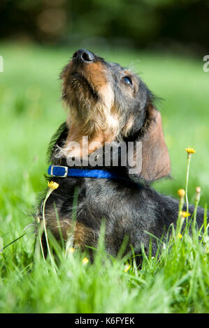 Dackel Hund, Welpe, im Garten sitzen, UK, 10 Wochen alt, hübsch, suchen, Alert, Porträt, Gesicht Stockfoto