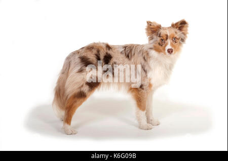 Miniatur amerikanischen Schäferhund, Stehen, Studio, weißer Hintergrund Stockfoto