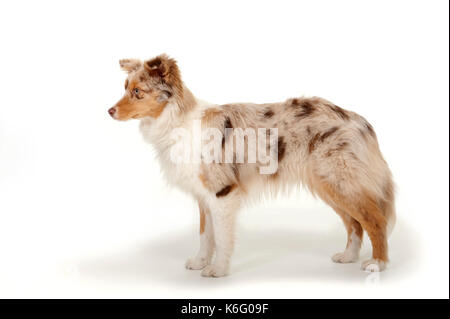 Miniatur amerikanischen Schäferhund, Stehen, Studio, weißer Hintergrund Stockfoto