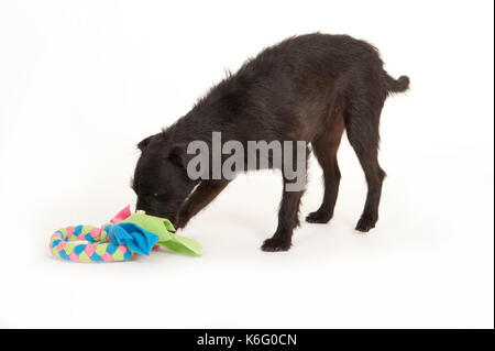 Patterdale Terrier Hund, stehend Spielen mit Spielzeug, Studio, weißer Hintergrund Stockfoto