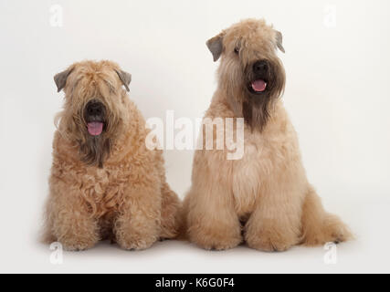Paar Soft Coated Wheaten Hunde, Sitzen, Studio, weißer Hintergrund Stockfoto