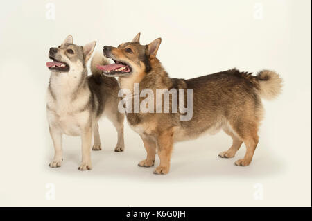 Schwedischer Vallhund Hund, Stehen, Studio, weißer Hintergrund, Paar miteinander Stockfoto