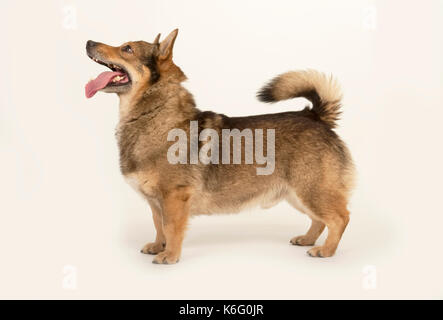 Schwedischer Vallhund Hund, Stehen, Studio, weißer Hintergrund Stockfoto