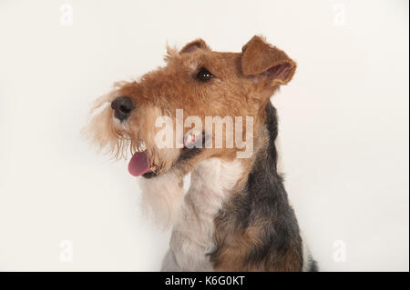 Wire Fox Terrier Hund, Kopf Studie, Studio, weißer Hintergrund Stockfoto