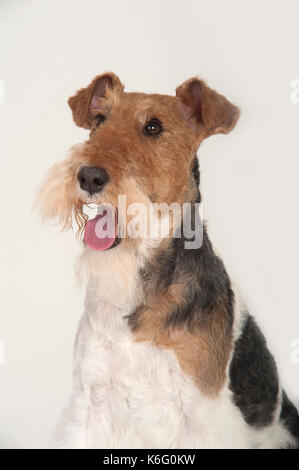 Wire Fox Terrier Hund, Kopf Studie, Studio, weißer Hintergrund Stockfoto