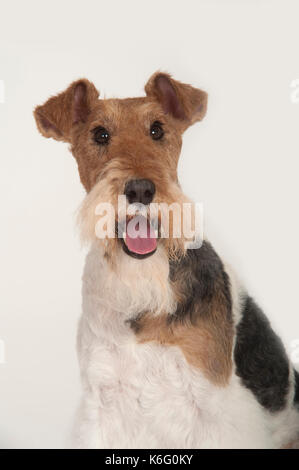 Wire Fox Terrier Hund, Kopf Studie, Studio, weißer Hintergrund Stockfoto