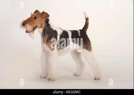 Wire Fox Terrier Hund, Kopf Studie, Studio, weißer Hintergrund Stockfoto