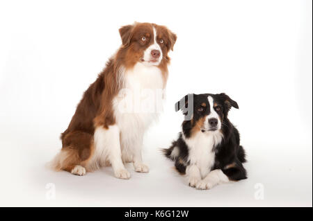 Paar Australian Shepherd Hunde, Tri gefärbt und Red Tri gefärbt, Studio, weißer Hintergrund Stockfoto