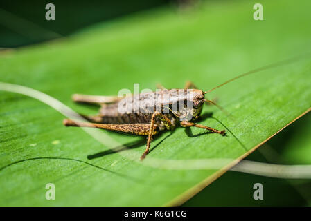 Brauner Grashüpfer sitzen auf einem Baum im Garten, Sommer sonnigen Tag. Stockfoto