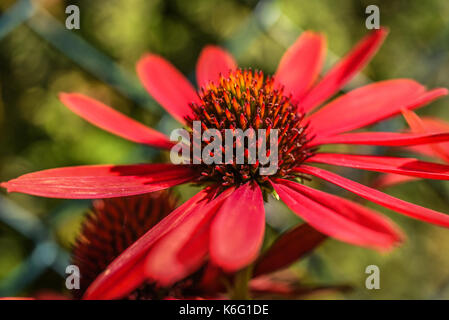Red coneflower blühen im Garten, Sommer sonnigen Tag. Stockfoto