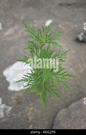 Ambrosia artemisiifolia Stockfoto