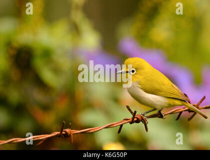 Sri Lanka weiße Auge grün Vogel auf Stacheldraht Stockfoto