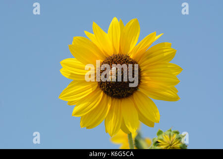 Bee Pollen sammeln aus Sonnenblumen gegen den blauen Himmel Stockfoto