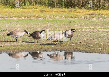 Vier Kanadagänse (Branta canadensis) Stockfoto