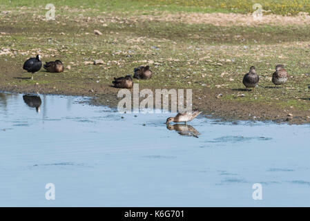 Ein trinkender Garganey (Anas querquedula) Stockfoto