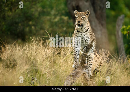 Matsebe, weiblichen Leopard (Panthera pardus) stehend auf treestump in Kwai, Okavango Delta, Botswana Stockfoto