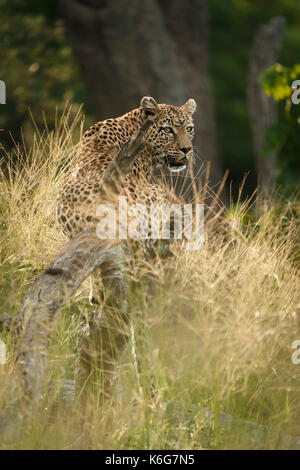 Matsebe, weiblichen Leopard (Panthera pardus) stehend auf treestump in Kwai, Okavango Delta, Botswana Stockfoto