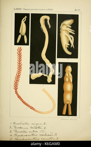 Copepodi, Parassiti, dei, pesci, d'Italia, (CON XXI tavole). Genova, R ...