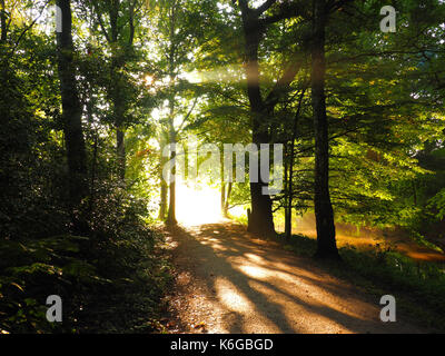 Schönen natürlichen Licht auf einem Pfad in den Wald, Sonnenaufgang Hintergrund Stockfoto