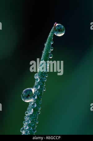 Nahaufnahme von Wassertropfen auf grüne Pflanze schießen. Stockfoto