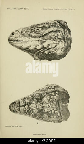 Bulletin des Museums für Vergleichende Zoologie an der Harvard College (6074168993) Stockfoto