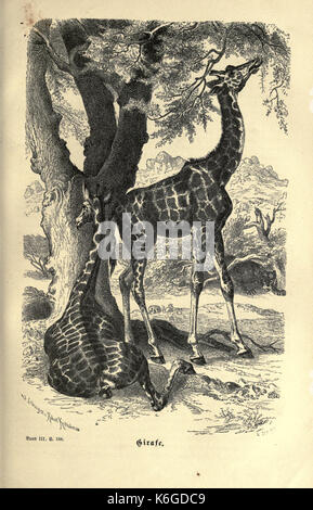 Brehms thierleben, allgemeine Kunde des thierreichs (5913743062) Stockfoto