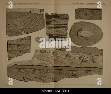 Diese Illustration aus dem Buch über die Kohleflora der Karbonzeit liefert eine detaillierte Darstellung der Pflanzenarten, die in den Kohleformationen von Pennsylvania gefunden wurden, einem wichtigen Teil der US-Paläobotanik. Stockfoto