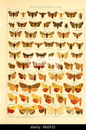 Grobe Schmetterlinge der Erde (Taf sterben. 14) BHL 9921417 Stockfoto