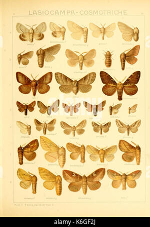 Grobe Schmetterlinge der Erde (Taf sterben. 26) BHL 9921464 Stockfoto