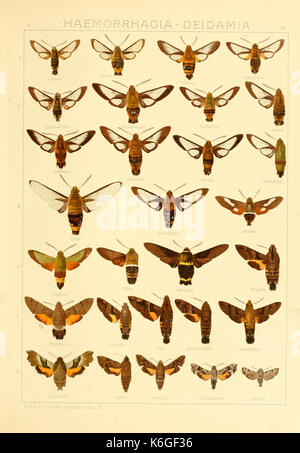 Grobe Schmetterlinge der Erde (Taf sterben. 40) BHL 9921492 Stockfoto