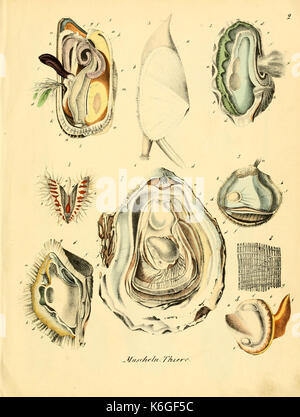 Conchylienbuch, oder, Allgemeine und besondere Naturgeschichte der Muscheln und Schnecken (PL. 2) (6028529523) Stockfoto