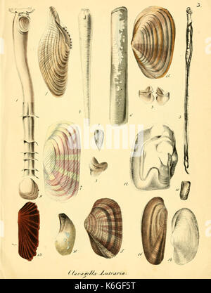 Conchylienbuch, oder, Allgemeine und besondere Naturgeschichte der Muscheln und Schnecken (PL. 3) (6029082292) Stockfoto