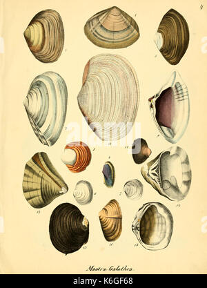 Conchylienbuch, oder, Allgemeine und besondere Naturgeschichte der Muscheln und Schnecken (PL. 4) (6028530043) Stockfoto