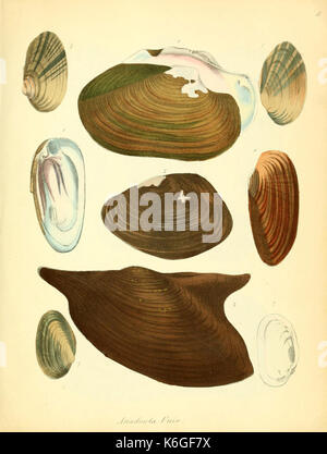 Conchylienbuch, oder, Allgemeine und besondere Naturgeschichte der Muscheln und Schnecken (PL. 8) (6028530841) Stockfoto