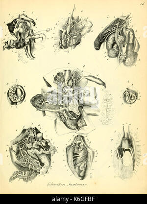 Conchylienbuch, oder, Allgemeine und besondere Naturgeschichte der Muscheln und Schnecken (PL. 16) (6029085054) Stockfoto