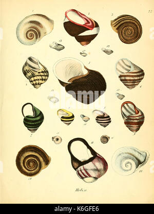 Conchylienbuch, oder, Allgemeine und besondere Naturgeschichte der Muscheln und Schnecken (PL. 22) (6028534019) Stockfoto