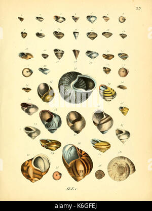 Conchylienbuch, oder, Allgemeine und besondere Naturgeschichte der Muscheln und Schnecken (PL. 23) (6029086748) Stockfoto