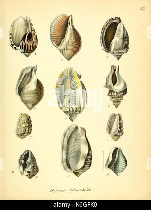 Conchylienbuch, oder, Allgemeine und besondere Naturgeschichte der Muscheln und Schnecken (PL. 33) (6028536273) Stockfoto