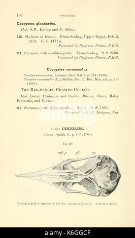 Katalog der Proben zur Veranschaulichung der osteologie der vertebrated Tiere, aktueller und ausgestorben, im Museum der königlichen Hochschule der Chirurgen von England (Seite 166) BHL 6844001 enthalten Stockfoto