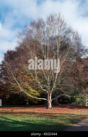 Ein Erman Birke (Betula costata x pubescens) in autimn Stockfoto