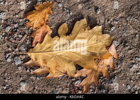 Die gefallenen Blätter Blätter einer Roteiche (Quercus rubra) im Herbst Stockfoto