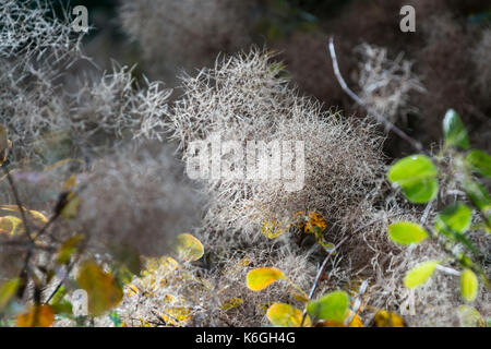 Eine Nahaufnahme der Europäischen smoketree (Cotinus coggygria) im Herbst Stockfoto