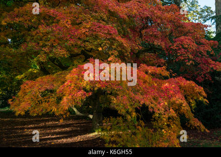 Ein Acer palmatum Subsp matsumurae im Herbst Stockfoto