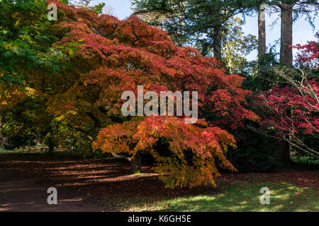 Ein Acer palmatum Subsp matsumurae im Herbst Stockfoto