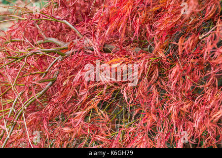 Nahaufnahme der Blätter von einem Acer palmatum 'Ornatum' im Herbst Stockfoto